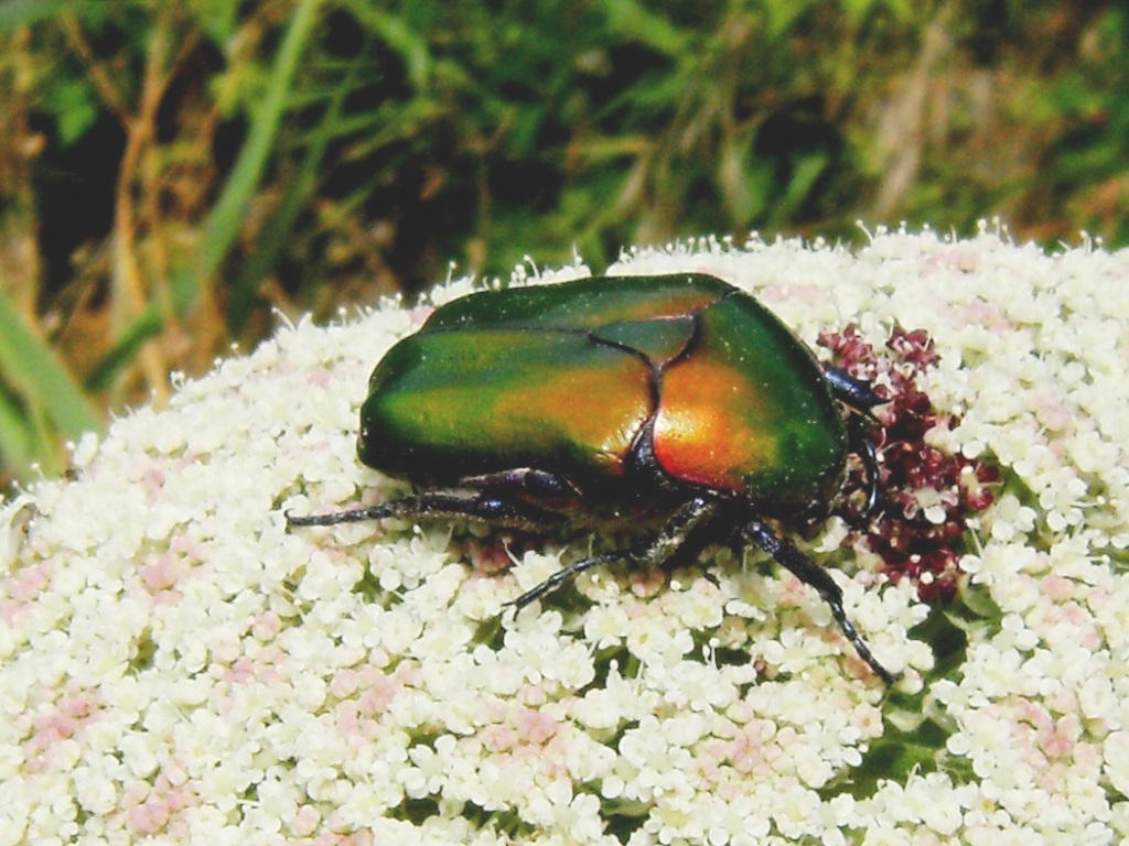 Cetonia aurata sicula